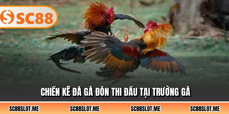 Chiến kê đá gà đòn thi đấu tại trường gà