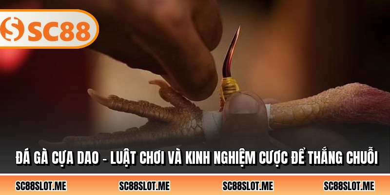 Đá Gà Cựa Dao - Luật Chơi Và Kinh Nghiệm Cược Để Thắng Chuỗi