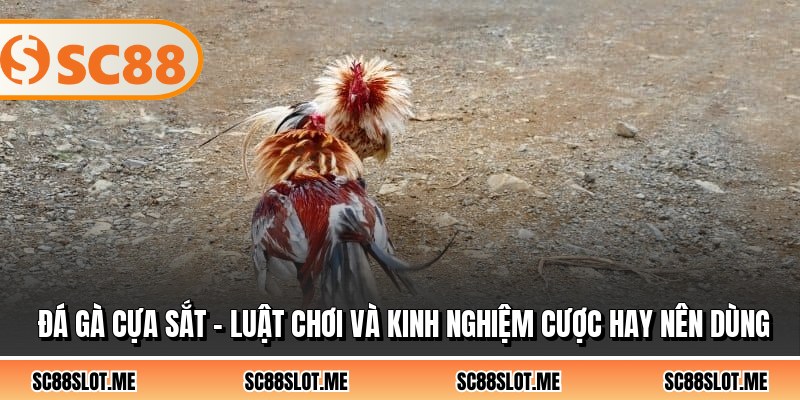 Đá Gà Cựa Sắt - Luật Chơi Và Kinh Nghiệm Cược Hay Nên Dùng