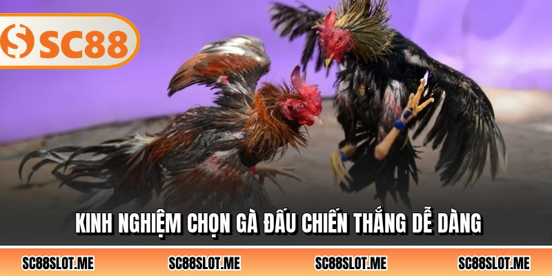 Kinh nghiệm chọn gà đấu chiến thắng dễ dàng