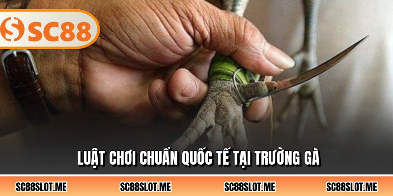 Luật chơi chuẩn quốc tế tại trường gà