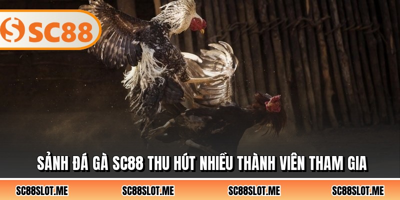 Sảnh đá gà SC88 thu hút nhiều thành viên tham gia