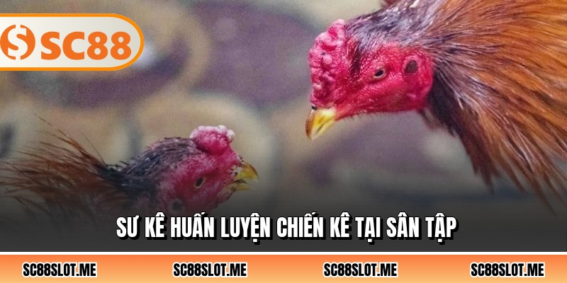 Sư kê huấn luyện chiến kê tại sân tập