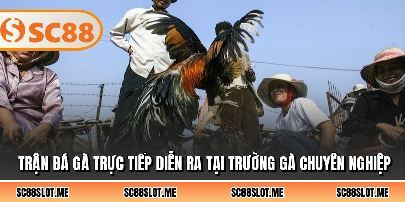 Trận đá gà trực tiếp diễn ra tại trường gà chuyên nghiệp